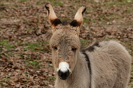 brown animal on field thumbnail