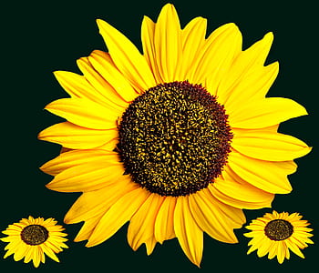 three sunflowers thumbnail