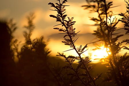 Tree With Sunset View thumbnail