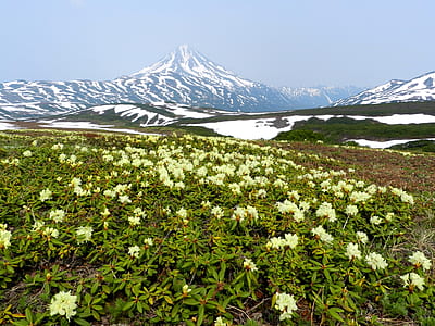 white rhododendron flowers in bloom at daytime thumbnail
