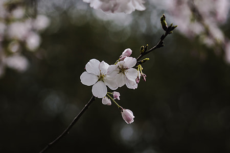 white flower on tree branch thumbnail
