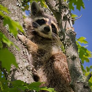 brown raccoon on tree thumbnail