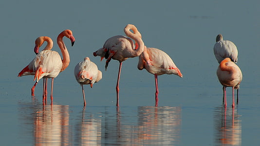 seven flamingos standing on body of water thumbnail