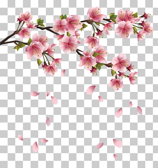 Petal , Beautiful Pink Spring Branch with Falling Petals , pink cherry blossoms illustrationb PNG clipart