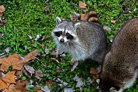 two raccoons on grass thumbnail