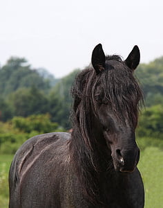 black horse in distant of trees thumbnail