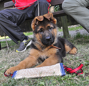 German shepherd puppy lying on grass beside two people sitting on brown bench thumbnail