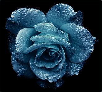 blue rose flower with water dew thumbnail