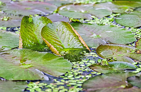 green lotus plant on water thumbnail