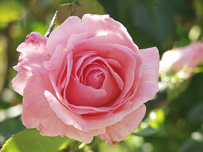 pink rose thumbnail