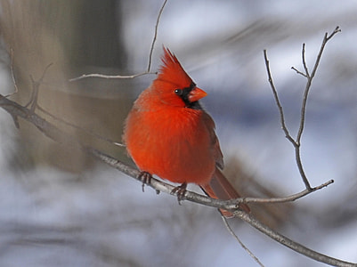 red Cardinal bird on tree branch close up focus photography thumbnail