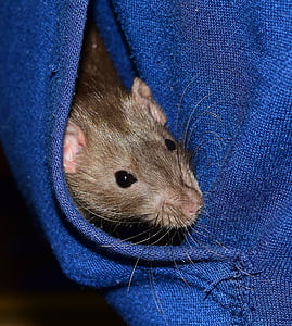 black mouse on blue textile thumbnail