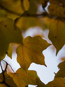 brown maple leaf on macro shot thumbnail