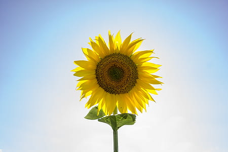 sunflower flower illustration thumbnail