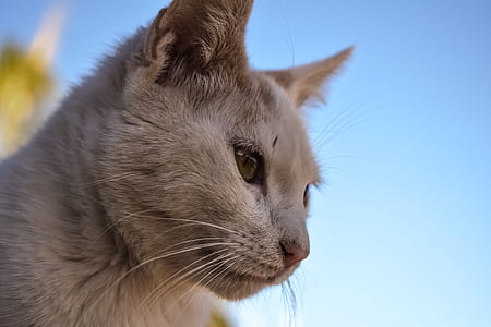 selective focus photography of beige cat thumbnail