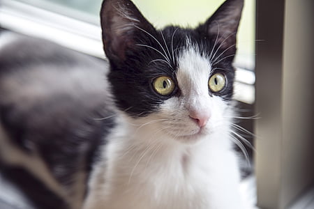 black and white kitten in closeup photography thumbnail
