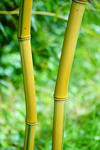 close-up photo of green bamboo trunks thumbnail