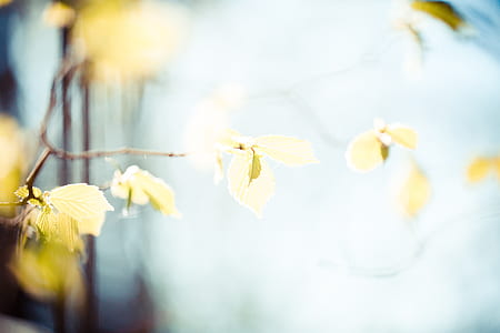 selective focus photo of yellow petaled flowers thumbnail