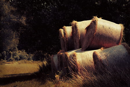 hay bale rolls under atree thumbnail