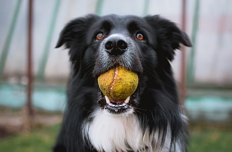 long-coated black dog swallowing ball thumbnail
