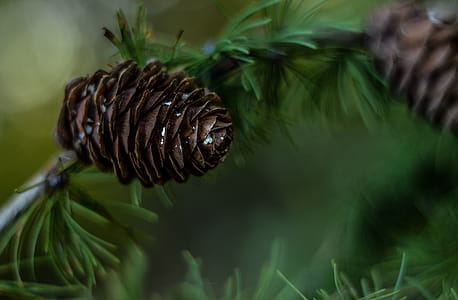 Brown Pinecone thumbnail