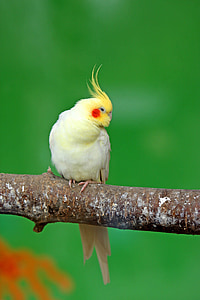 closeup photo of yellow cockatiel thumbnail