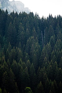 green pine trees during day time thumbnail