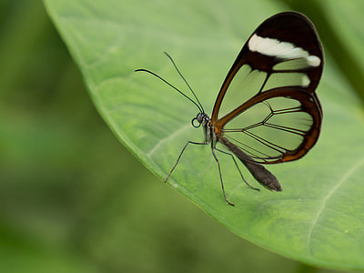 Benalmádena Mariposario, Benalmádena thumbnail