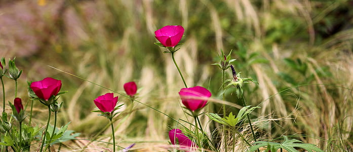 red flowers thumbnail