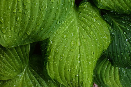 leaf, leaves, dew, raindrops thumbnail