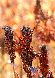 selective focus photography of lavender thumbnail