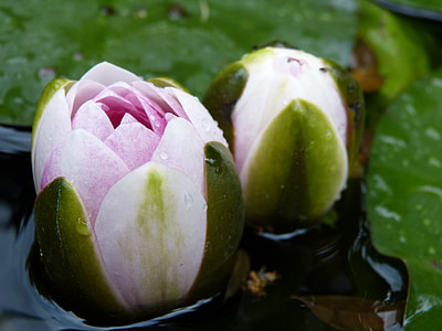 Seerosenblüte, Closed Flower thumbnail