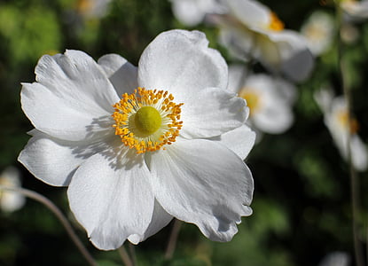 closeup photo of white petal flower thumbnail