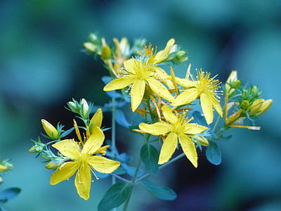 shallow focus photography of yellow flowers thumbnail