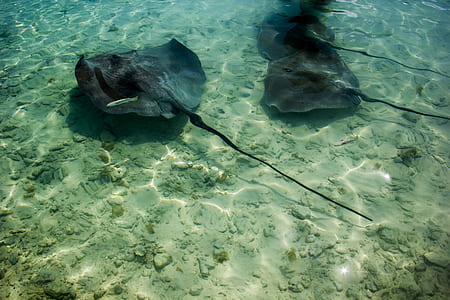 three black stingrays thumbnail