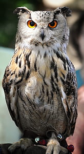 gray owl on tree branch thumbnail