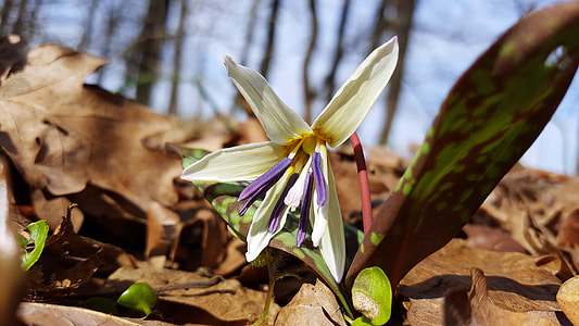 Erythronium Dens Canis thumbnail