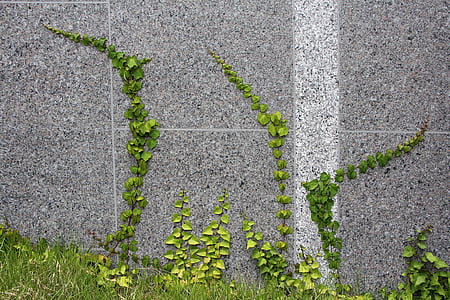 green vines on gray concrete wall at daytime thumbnail