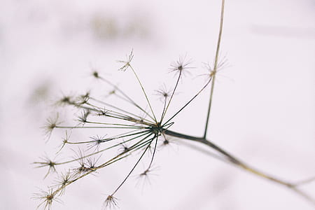 white dandelion thumbnail