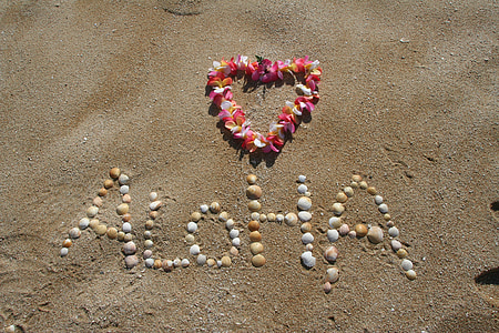 white and beige seashell on seashore thumbnail