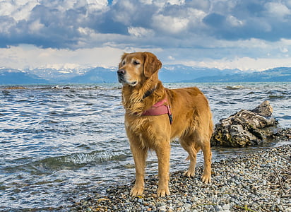 adult Golden retriever on the seashore photography thumbnail