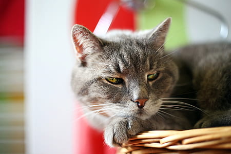 gray cat lying on basket thumbnail