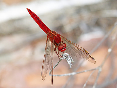 Red Dragonfly, Erythraea Crocothemis thumbnail