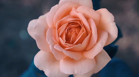 close-up photo of pink rose thumbnail