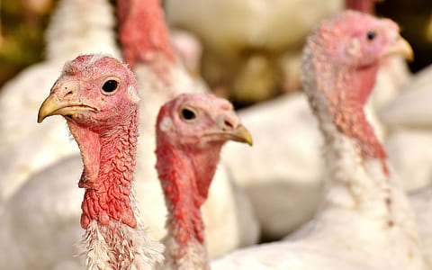close-up photo of white and pink chickens thumbnail