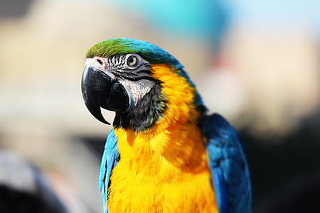 yellow and blue parrot in closed-up photo thumbnail