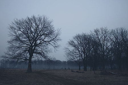 leafless tree near road thumbnail