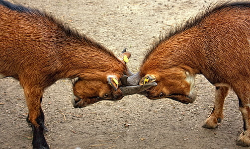 two brown goat head to head during daytime thumbnail