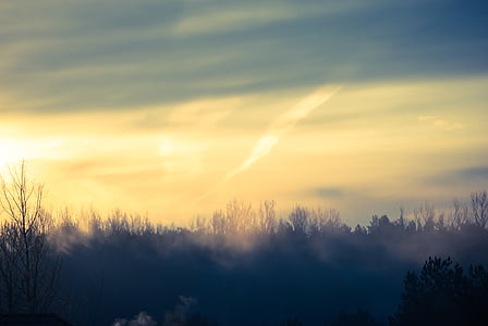 trees at golden hour thumbnail