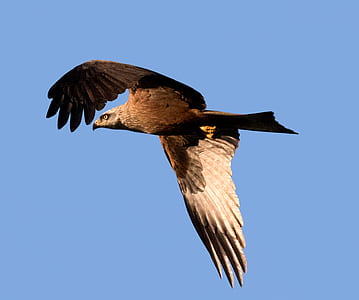 brown eagle flying thumbnail